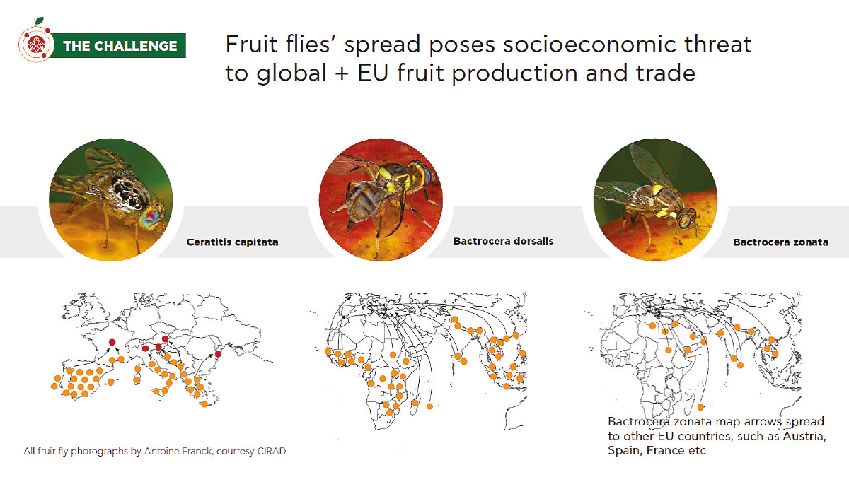 fruit-flies-ipm-fig3 fruit-flies-ipm-fig3